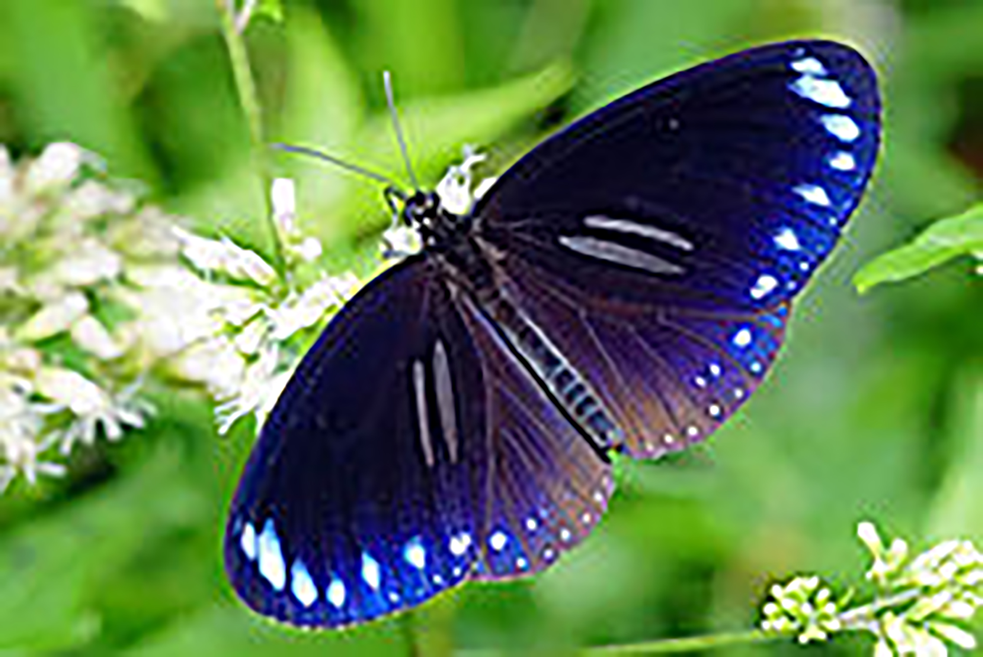 220px-Euploea_sylvester_swinhoei_male_dorsal_view_20150606